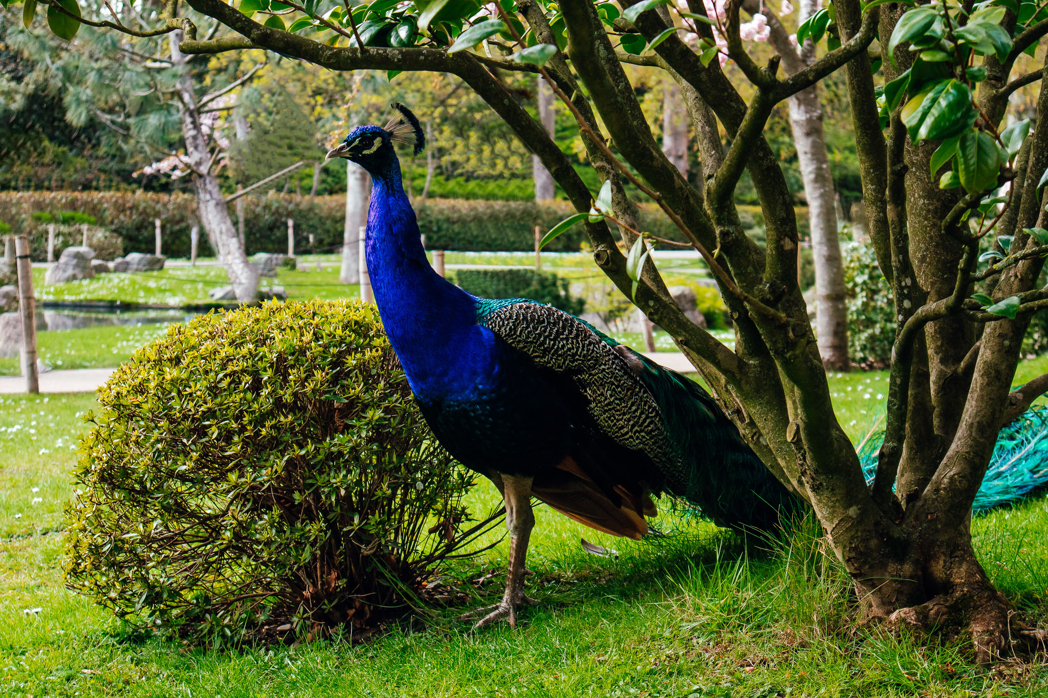 Peacock in Holland Park London