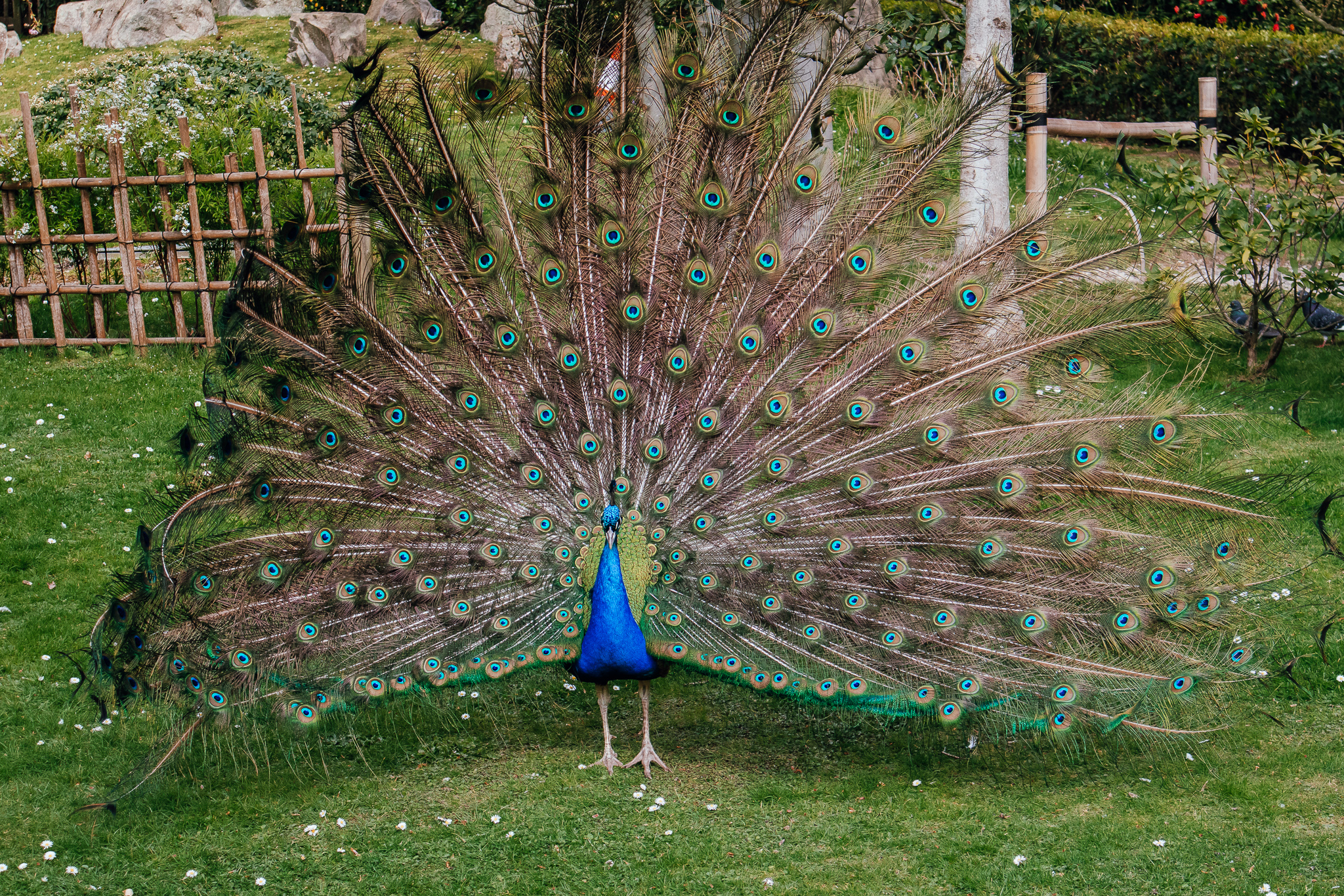 Peacock in Holland Park London